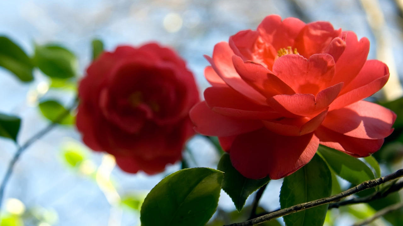 各种常见的花语,一些花的花语