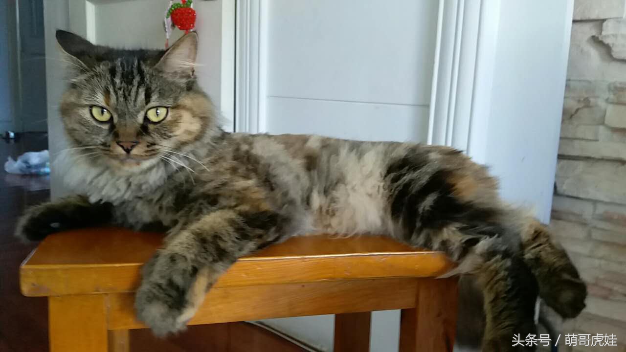 铲屎官被猫抓然后给猫咪头发剃了,铲屎官给狗子剪毛