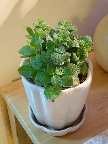 阳台养花三宝,阳台三角梅治愈