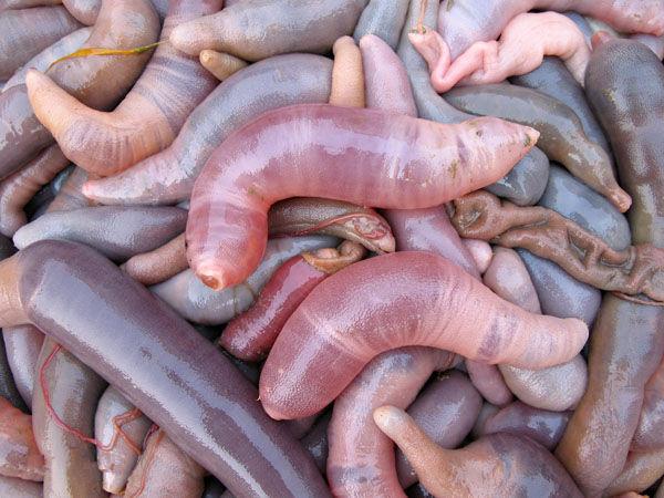 这么多的海鲜你敢吃哪个,这样的海鲜看完你还敢吃吗