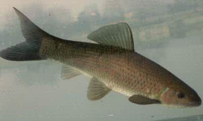 炒麻辣鱼片的家常做法,青椒炒鱼片的做法大全