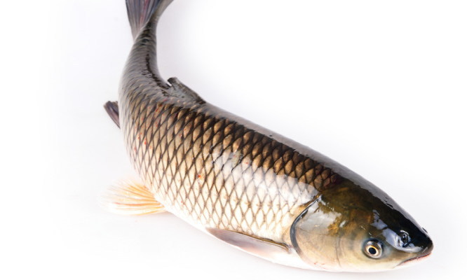 炒麻辣鱼片的家常做法,青椒炒鱼片的做法大全