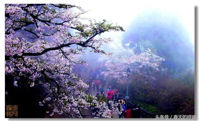 台湾阿里山仙境美如画,台湾省阿里山风景