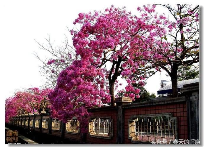 台湾阿里山仙境美如画,台湾省阿里山风景