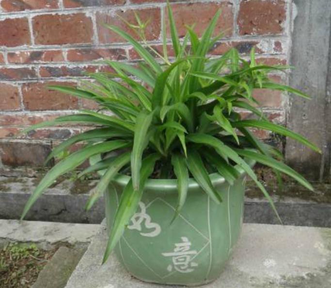 水培吊兰的正确方法,水培吊兰管理经验分享