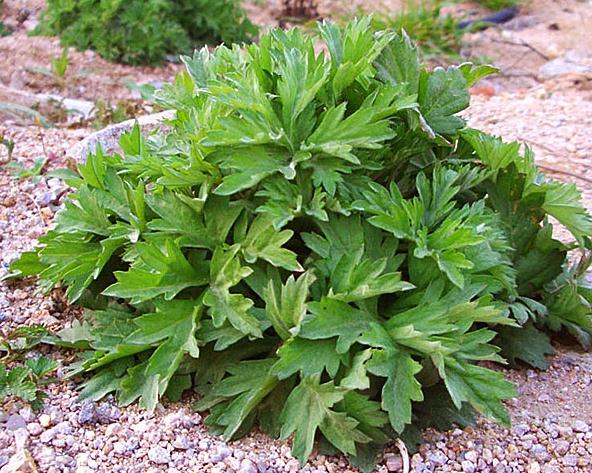 热水泡脚加点它3天逼出体内湿气,湿气重三伏天泡脚有用吗