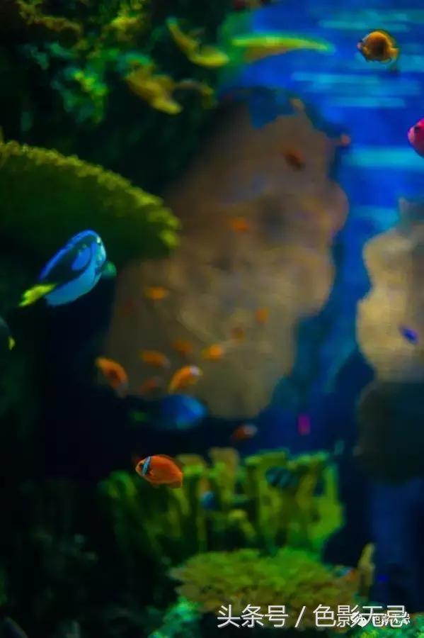 尼康富士索尼徕卡 (徕卡和索尼相机哪个好)