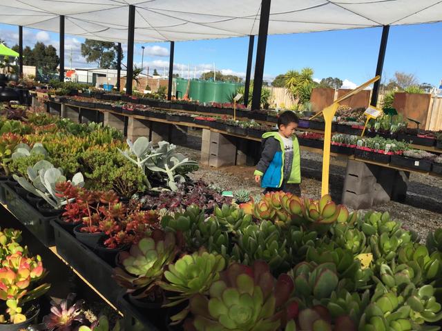 墨尔本多肉植物,多肉植物墨尔本