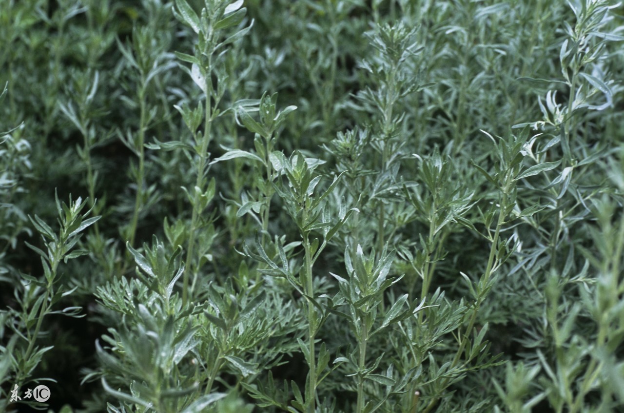 艾叶泡澡的功效与作用禁忌,艾叶桑叶泡脚的功效与作用及禁忌