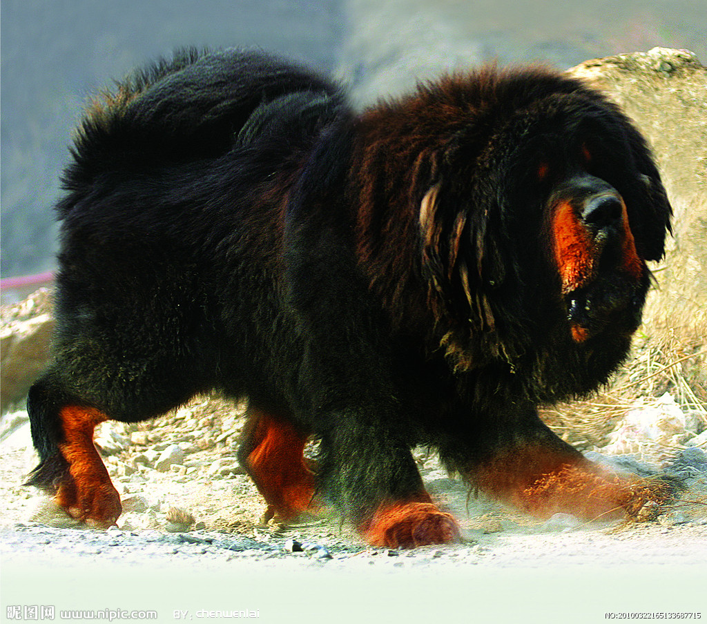 世界名犬排名前十名哪种最易训,十种名犬图及特色介绍