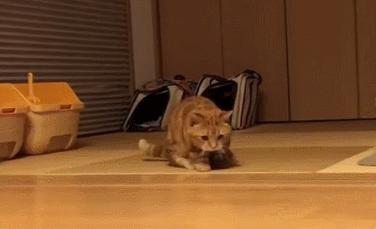 这对短腿兄妹猫，我可以在地上趴着看一整天