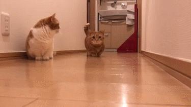 这对短腿兄妹猫，我可以在地上趴着看一整天