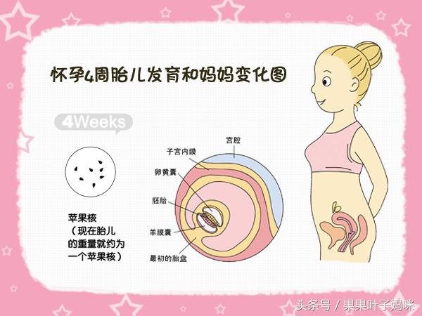 怀孕妈妈40周变化过程,早孕第4周孕妈身体详细情况