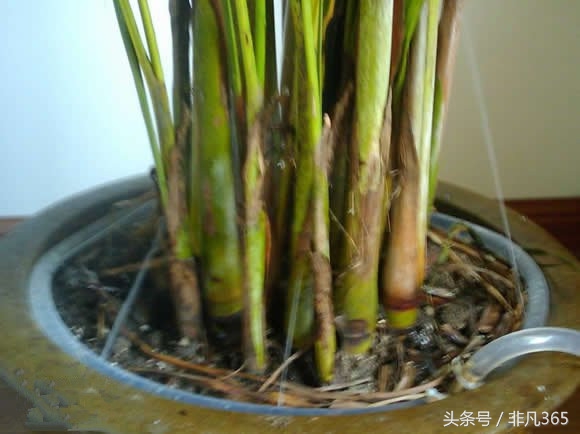 自制植物自动浇水器,水养植物自动浇水神器