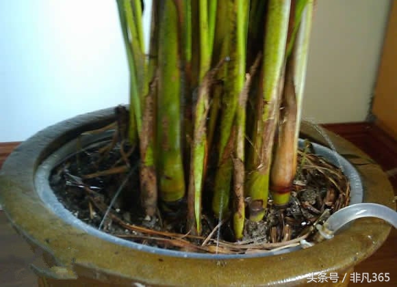 自制植物自动浇水器,水养植物自动浇水神器