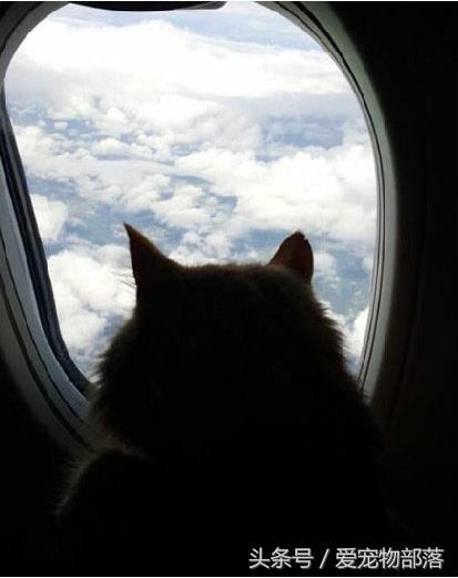 鍙互鎷夐洩姗囩殑鐚挭,浼氭媺闆﹪鐨勭尗