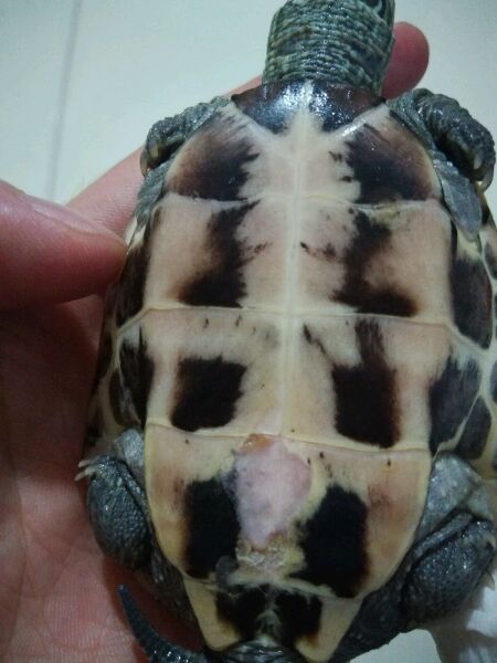 乌龟常见疾病怎么治,乌龟常见疾病解决方法