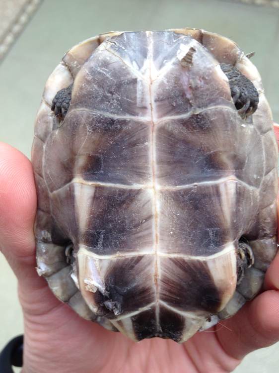 乌龟常见疾病怎么治,乌龟常见疾病解决方法