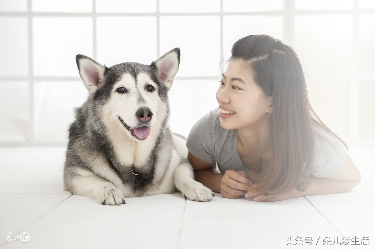 关于哈士奇的搞笑视频,关于哈士奇的视频