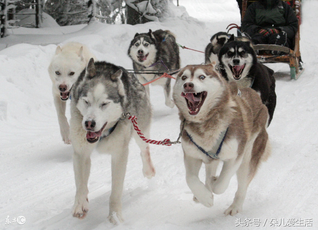关于哈士奇的搞笑视频,关于哈士奇的视频
