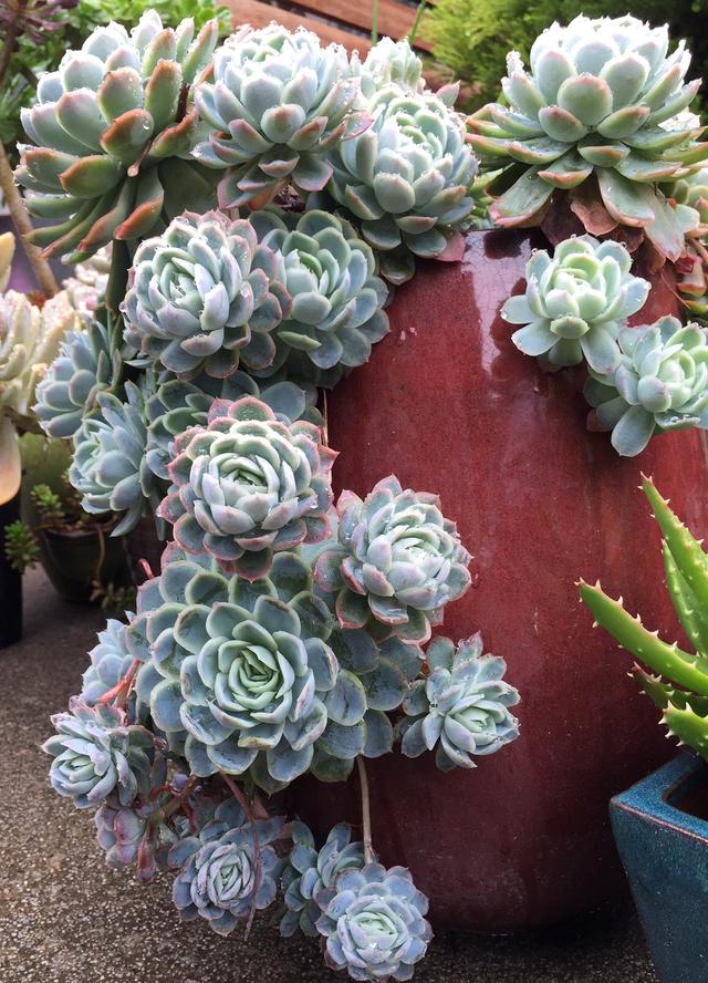 墨尔本多肉植物,多肉植物墨尔本