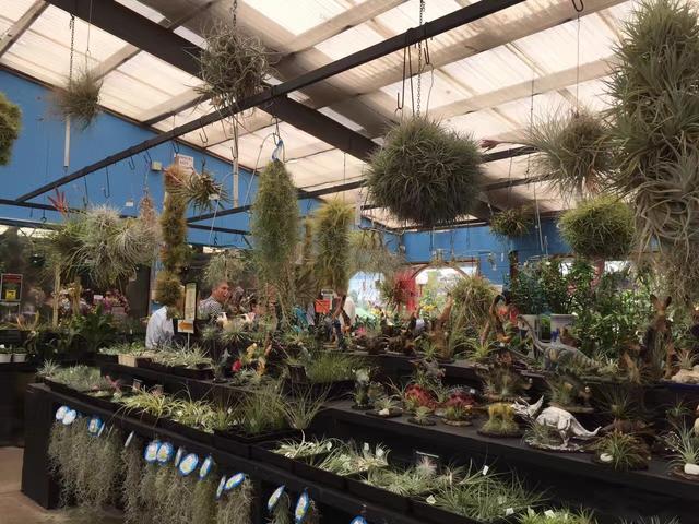 墨尔本多肉植物,多肉植物墨尔本