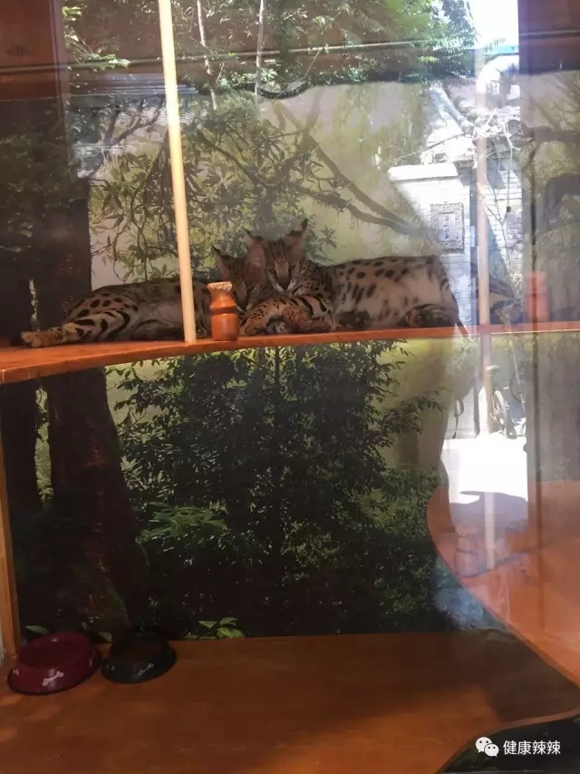 跟着辣妹逛胡同之二，带你看看20万的猫~菊儿胡同走起