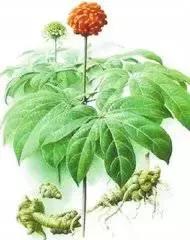 君若识草草为宝——话不尽这神奇的民间草药!