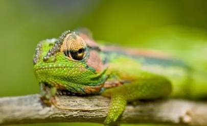 男票：“这个这个我知道！纪梵希小猪皮”,“猪皮你妹啊”!