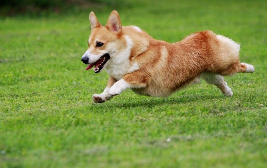 世界名犬排名前十名哪种最易训,十种名犬图及特色介绍