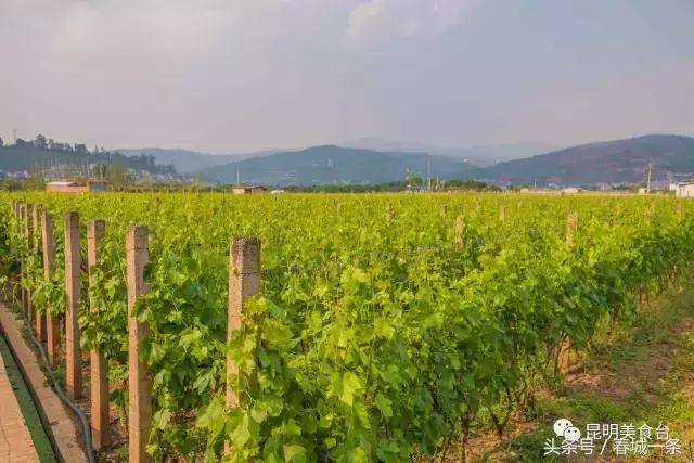 隐藏在昆明村庄里的3家烤羊店，老司机用3个月才找到的