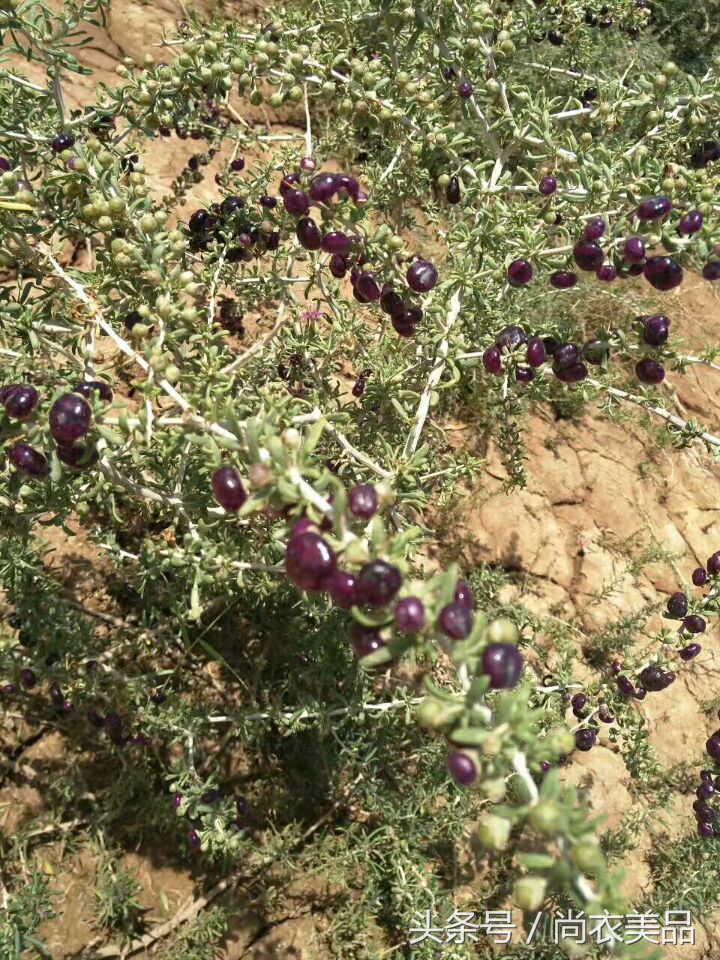 新疆最好的黑枸杞多少钱一斤,新疆黑枸杞的介绍