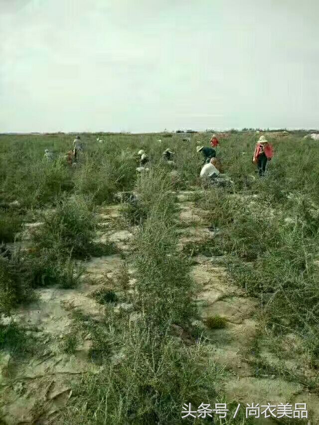 新疆最好的黑枸杞多少钱一斤,新疆黑枸杞的介绍