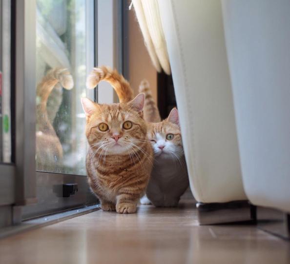 这对短腿兄妹猫，我可以在地上趴着看一整天