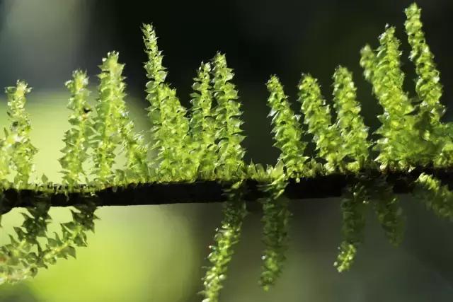 苔藓儿童科普,关于苔藓的小知识