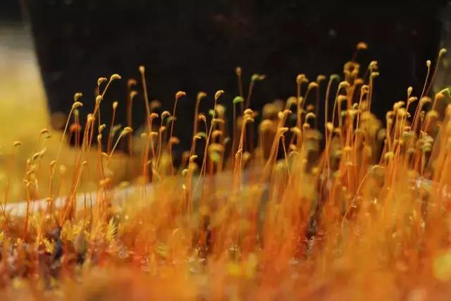 苔藓儿童科普,关于苔藓的小知识