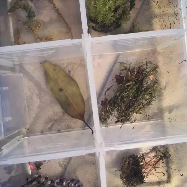 苔藓儿童科普,关于苔藓的小知识