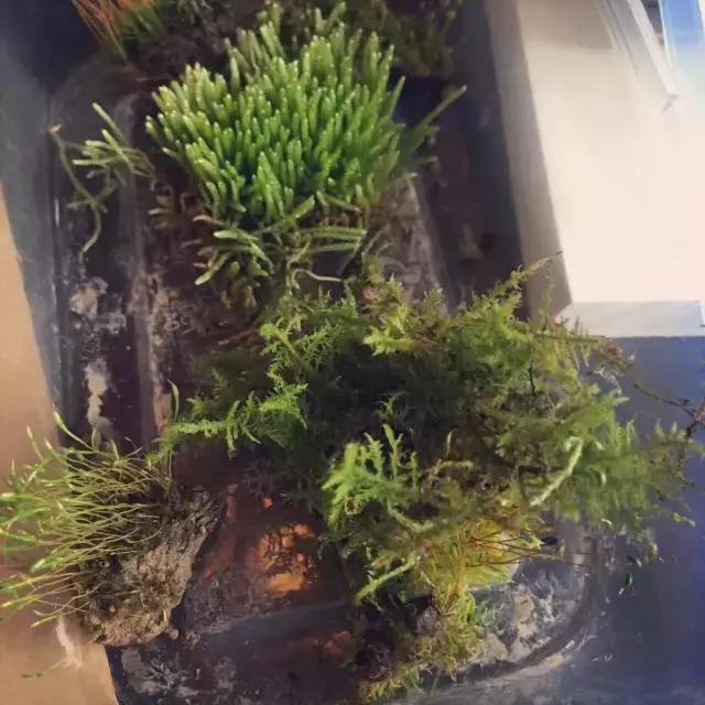 苔藓儿童科普,关于苔藓的小知识