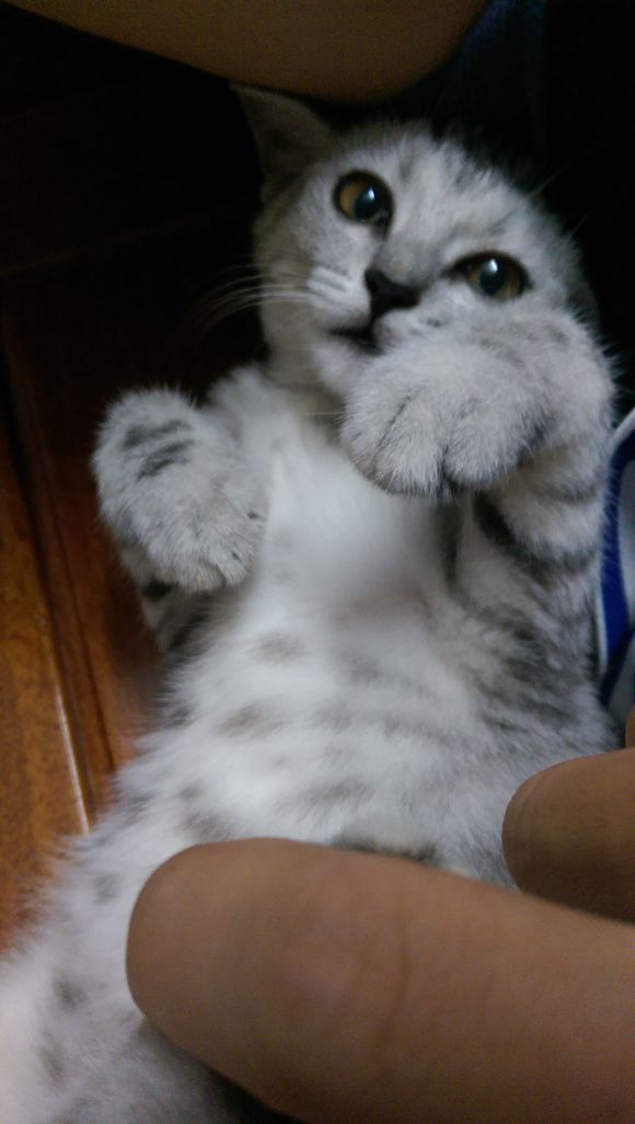 去宠物市场,1200买下只英短猫,喂养两月后,我们的噩梦开始了!