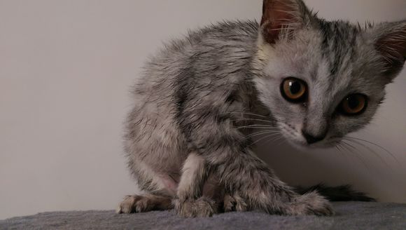 去宠物市场,1200买下只英短猫,喂养两月后,我们的噩梦开始了!