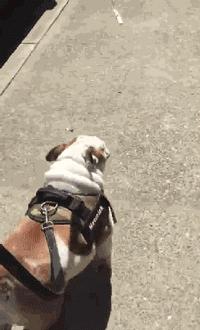 英斗怎么养,英斗如何养