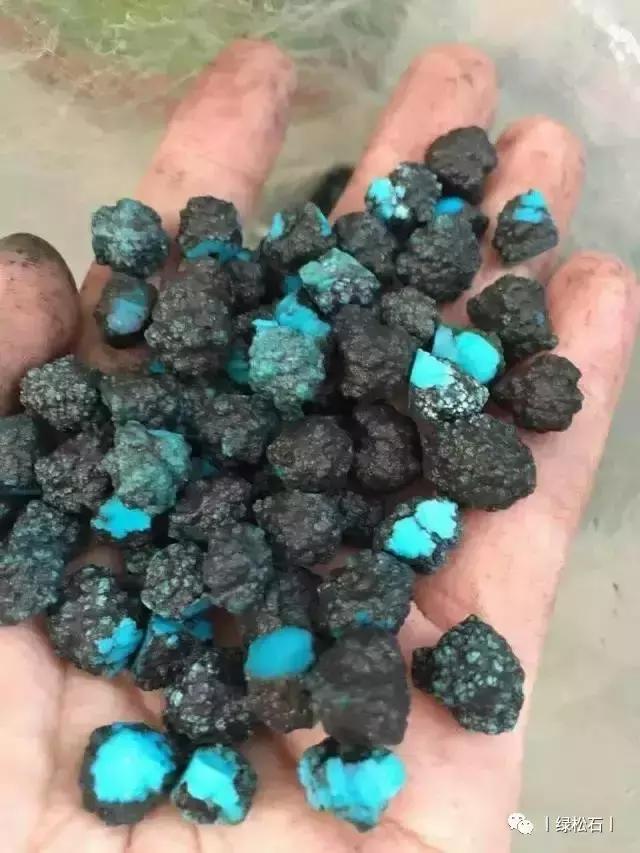 湖北松菌最多的地方,湖北松是什么意思