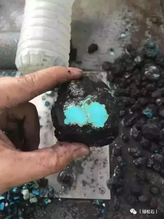 湖北松菌最多的地方,湖北松是什么意思