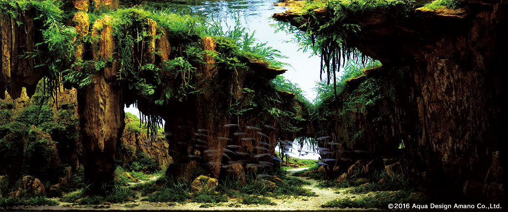 水族箱水草有蜗牛怎么办,水草缸和水族箱的区别