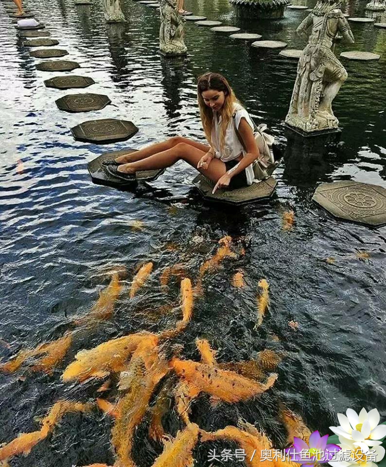 不会撩妹的锦鲤，不是一条好锦鲤！