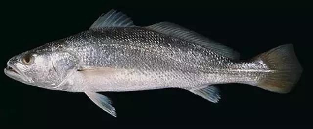 《一啸渔乐》常见的海鱼你认识多少?