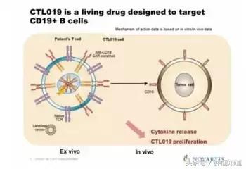 car-t最新治愈进展,三分钟深度了解cart疗法