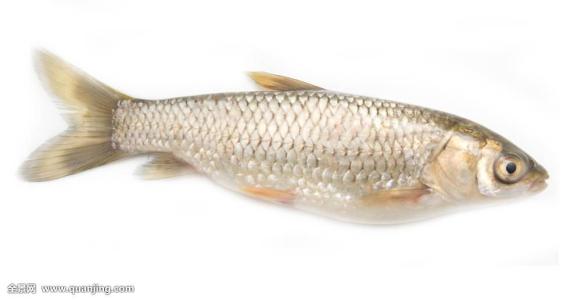 炒麻辣鱼片的家常做法,青椒炒鱼片的做法大全