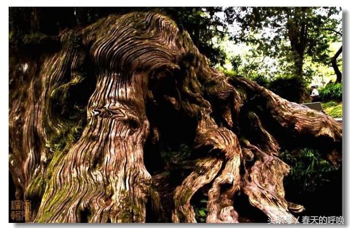 台湾阿里山仙境美如画,台湾省阿里山风景