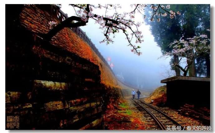 台湾阿里山仙境美如画,台湾省阿里山风景